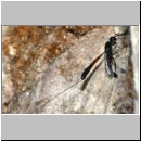 Gasteruption jaculator - Gichtwespe w01d 15mm - OS-Insektenhotel det.jpg